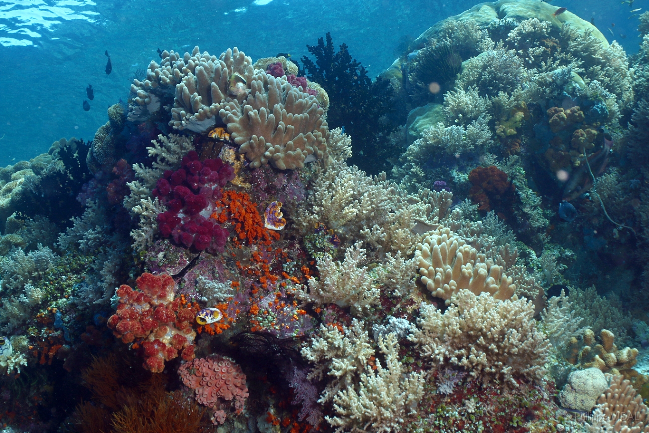 Raja Ampat 2016 - Corail - IMG_4899_rc.jpg